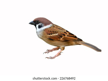 Eurasian Tree Sparrow Bird On White Background 