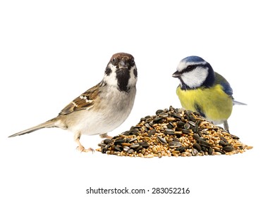 Eurasian Tree Sparrow And Blue Tit With A Pile Of Mixed Bird Seeds On White Background