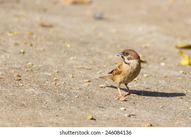 Eurasian Tree Sparrow with food in mouth standing on the ground - Shutterstock ID 246084136