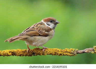 The Eurasian Tree Sparrow On Branch