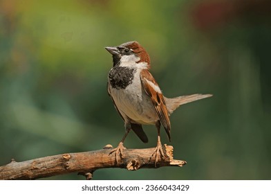 Eurasian Tree Sparrow on a branch and green background.