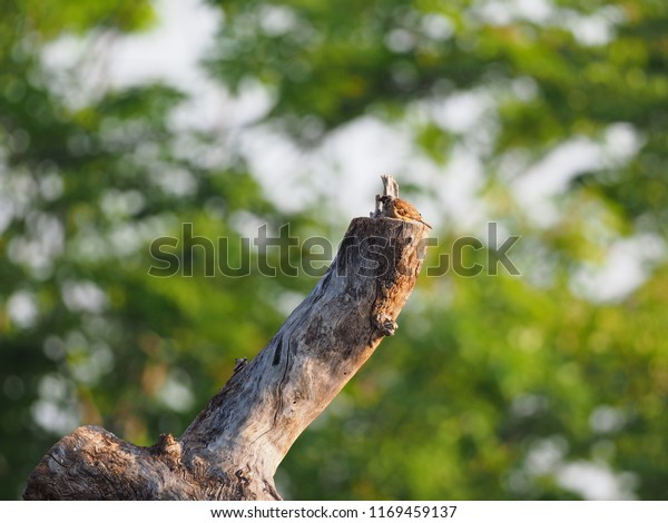 Eurasian Tree Sparrow on tree stump, bird\
sleeping on tree stump, Bird on tree\
stump.