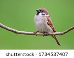 Eurasian Tree Sparrow - Passer montanus, common perching bird from European gardens and woodlands, Zlin, Czech Republic.