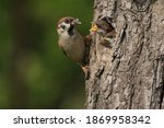 The Eurasian tree sparrow (Passer montanus) sitting on the tree with his nest and feeding his child. Beutiful scenery of beginning new life of theese birds.