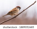 Eurasian tree sparrow (Passer montanus), small brown bird sitting on the branch. First snow with animals. Little songbird looking for some meal. Wild scene from nature. White background. 