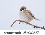 Eurasian Tree Sparrow Passer montanus sitting on branch in Rügen, Germany