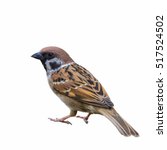 Eurasian Tree Sparrow or Passer montanus, Beautiful bird isolated standing on ground with white background, Thailand.