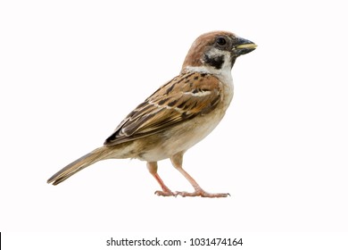 Eurasian Tree Sparrow (Passer montanus) on white background