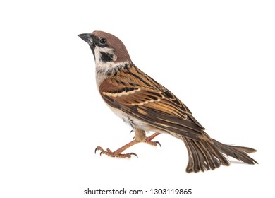 Eurasian Tree Sparrow, Passer montanus, isolated on white background,