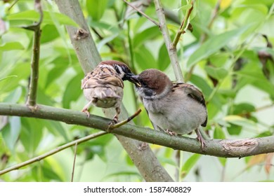 Eurasian tree sparrow passer montanus parent feeding juvenile on branch of tree. Cute common urban bird family in wildlife. - Shutterstock ID 1587408829