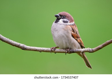 Eurasian Tree Sparrow - Passer montanus, common perching bird from European gardens and woodlands, Zlin, Czech Republic.