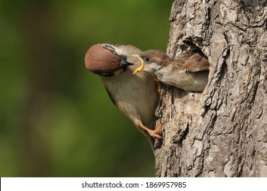 The Eurasian tree sparrow (Passer montanus) sitting on the tree with his nest and feeding his child. Beutiful scenery of beginning new lifr of theese birds. - Shutterstock ID 1869957985