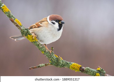 Eurasian tree sparrow (Passer montanus), small brown bird sitting on the branch. First snow with animals. Little songbird looking for some meal. Wild scene from nature. Branch overground with moss.  - Shutterstock ID 1889051317