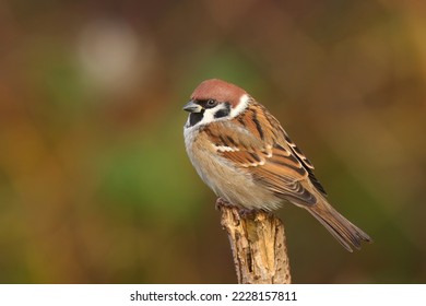 Eurasian tree sparrow (Passer montanus) - Shutterstock ID 2228157811