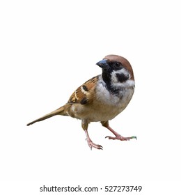 Eurasian Tree Sparrow or Passer montanus, Beautiful bird isolated standing on ground with white background in Thailand.
