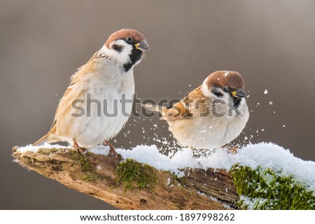 Eurasian tree sparrow (Passer montanus). Two bird standing on snowy root. Brown diffuse background. Brown birds with white and black details. Snowflakes in the air. Scene from wild nature. Garden bird