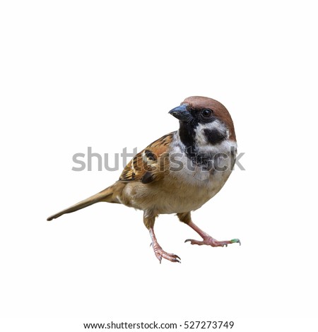 Eurasian Tree Sparrow or Passer montanus, Beautiful bird isolated standing on ground with white background in Thailand.