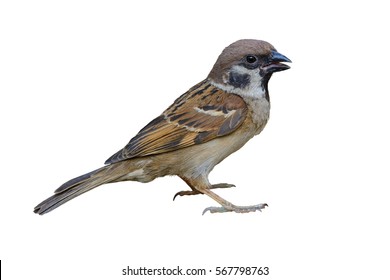 Eurasian tree sparrow(passer montanus), beautiful bird isolated standing with white background.