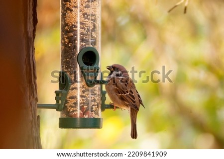 The Eurasian tree sparrow,Passer montanus stands on a bird feeder full of sunflower and millet seeds. Beautiful blurred background of natural autumn colors. Autumn in Europe.Brown bird. Song birds