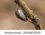 Eurasian Treecreeper foraging on a piece of dead wood, extracting food from crevices in the bark. The Eurasian treecreeper or common treecreeper (Certhia familiaris) is a small passerine bird.
