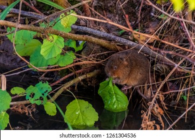 Eurasian Water Vole 