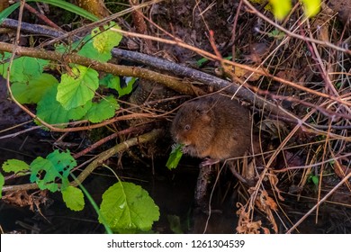 Eurasian Water Vole 