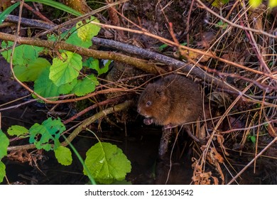 Eurasian Water Vole 