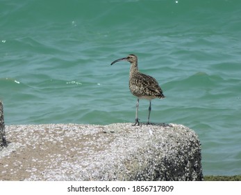 Eurasian Whimbrel In Doha, Qatar