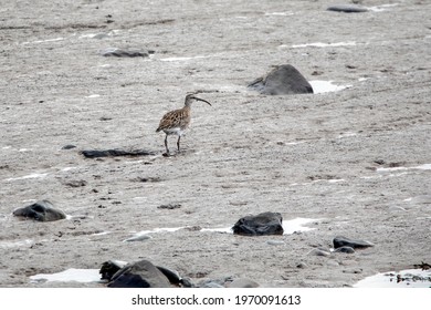 A Eurasian Whimbrel Feeding On The Mudflats Of The Severn Estuary