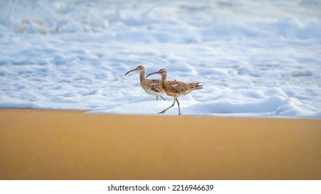 Eurasian Whimbrel In Sri Lanka