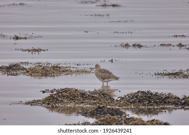 Eurasian Whimbrel Walking In The Water.