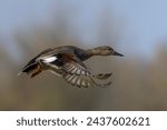 Eurasian Wigeon (Anas penelope) in flight. Gelderland in the Netherlands.                                   