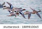 Eurasian wigeon flying in Shizuoka, Japan