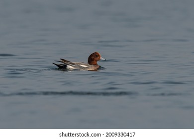 Eurasian Wigeon A Rare Find Amongst The Commoner