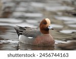 Eurasian Wigeon resting at seaside. Breeding males are beautiful and distinctive with rich reddish-brown head, buffy forehead, pearly gray body, and pinkish breast.