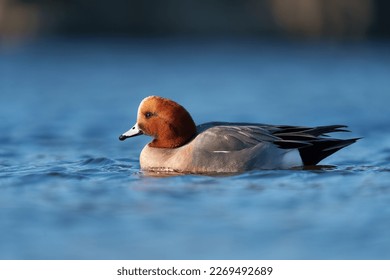 Eurasian Wigeon resting at seaside. Breeding males are beautiful and distinctive with rich reddish-brown head, buffy forehead, pearly gray body, and pinkish breast. - Shutterstock ID 2269492689