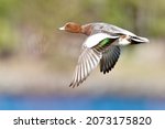 eurasian wigeon is in the sea shore