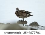 An Eurasian Wigeon standing on rocks in the sea.