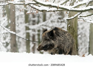 Eurasian Wild Boar - Sus scrofa also wild swine, common wild pig, Eurasian wild pig, suid native to much of Eurasia and North Africa, on the fresh white snow in winter forest in Europe.