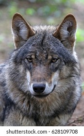 Eurasian Wolf