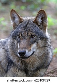 Eurasian Wolf