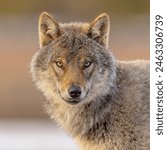 Eurasian wolf (Canis lupus lupus), also known as the common wolf, is a subspecies of grey wolf native to Europe and Asia. It was once widespread throughout Eurasia prior to the Middle Ages. 