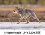 Eurasian wolf (Canis lupus lupus), also known as the common wolf, is a subspecies of grey wolf native to Europe and Asia. It was once widespread throughout Eurasia prior to the Middle Ages. 