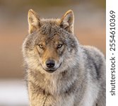 Eurasian wolf (Canis lupus lupus), also known as the common wolf, is a subspecies of grey wolf native to Europe and Asia. It was once widespread throughout Eurasia prior to the Middle Ages