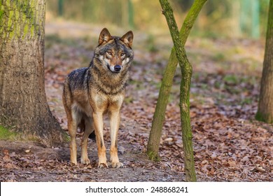 Eurasian Wolf Very Attentive