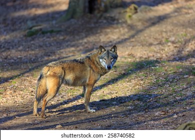 Eurasian Wolf Wait