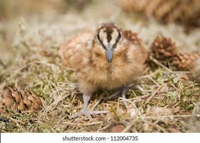 Eurasian Woodcock, Closeup