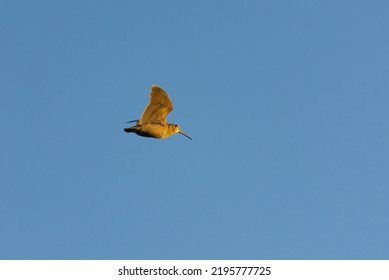 Eurasian Woodcock (Scolopax Rusticola) Flying In The Evening.