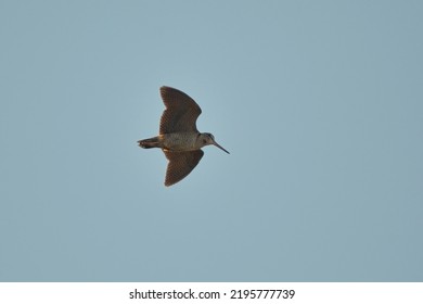 Eurasian Woodcock (Scolopax Rusticola) Flying In The Evening.