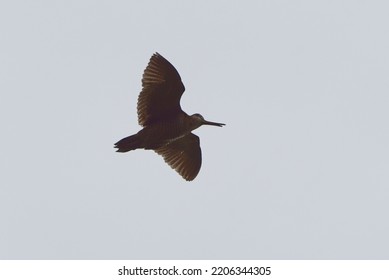 Eurasian Woodcock (Scolopax Rusticola) Flying In The Sky.